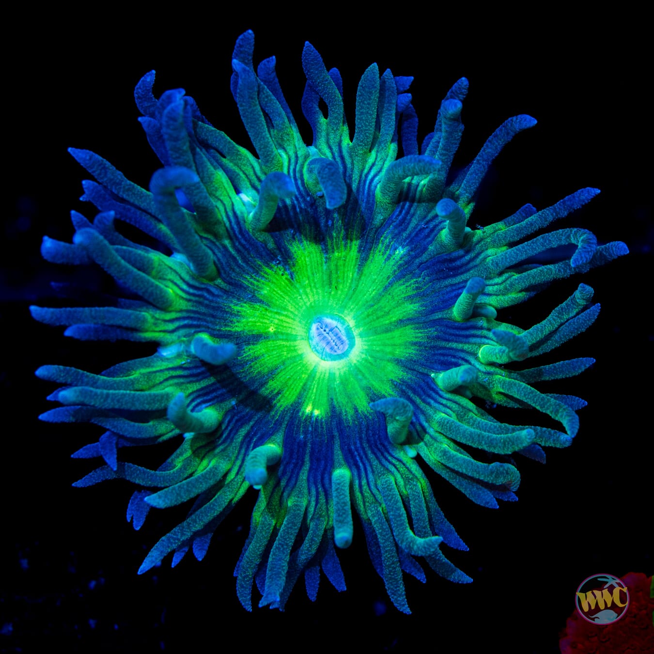 WWC Dream Catcher Duncan - Daylight Photo