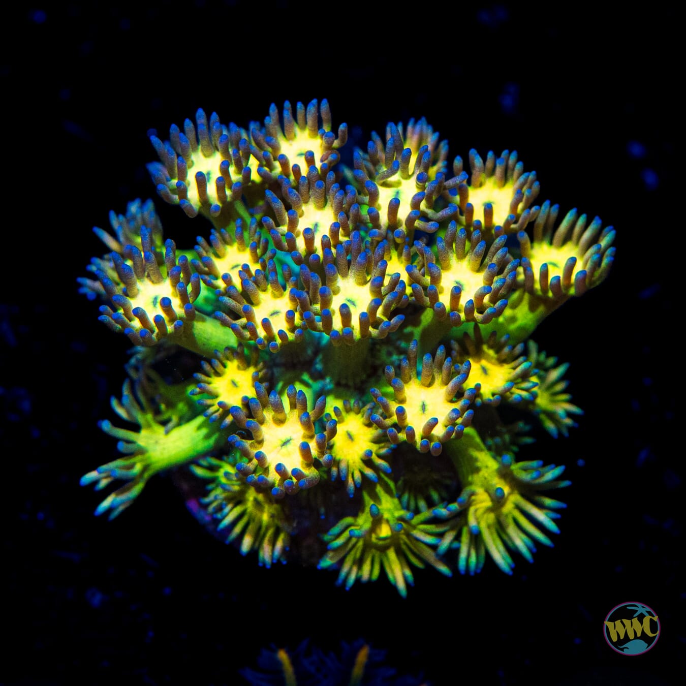 Grapeade Goniopora - Daylight Photo