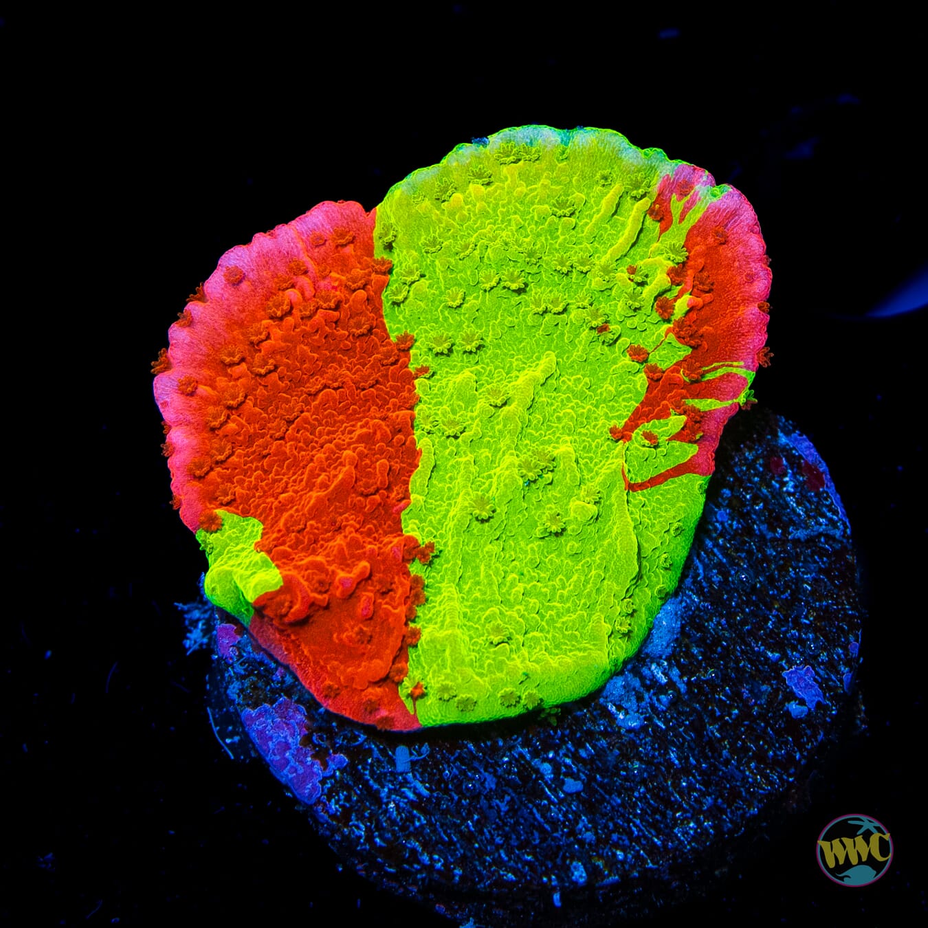WWC Jaw Breaker Grafted Montipora - Daylight Photo