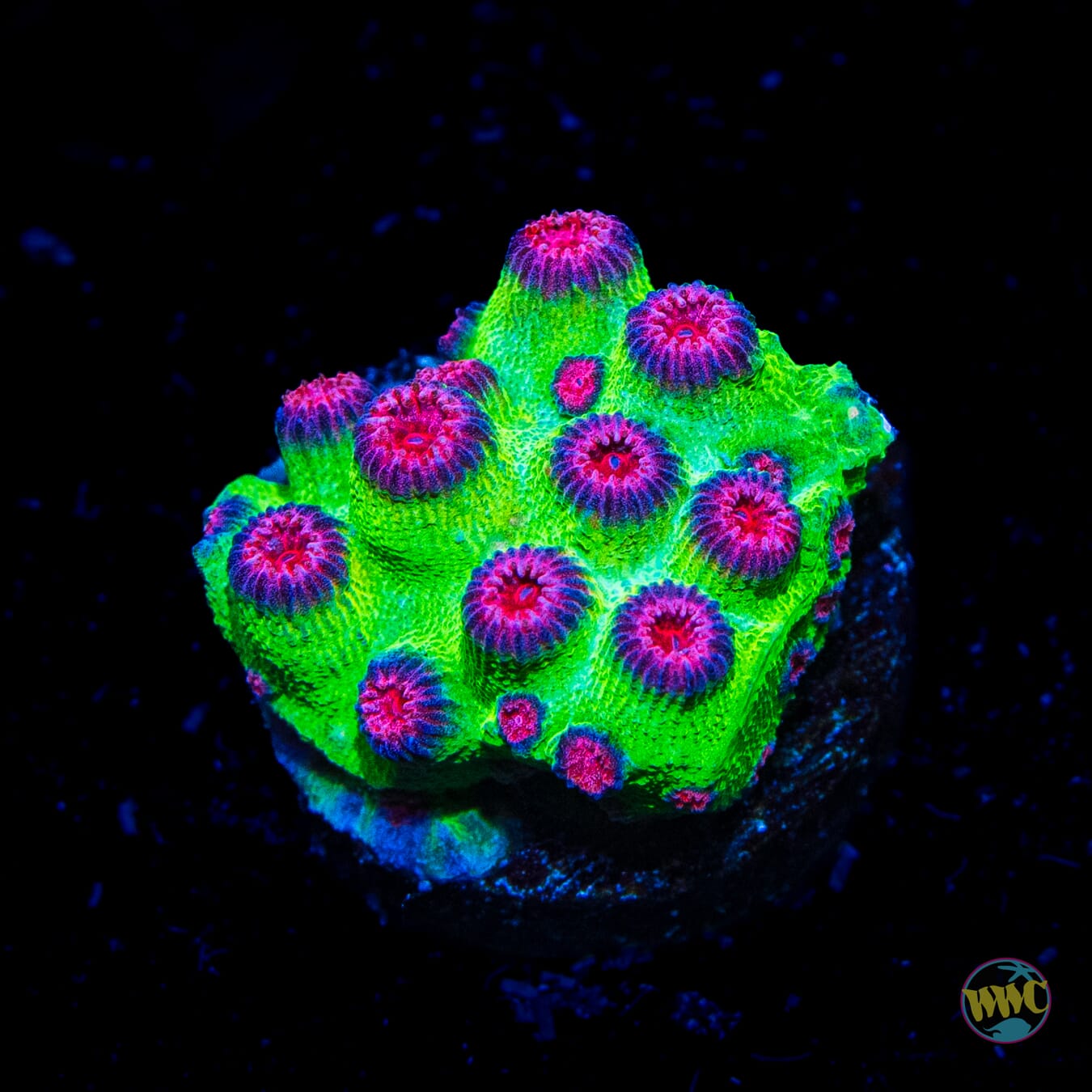 Jason Fox Alien Pox Cyphastrea - Daylight Photo