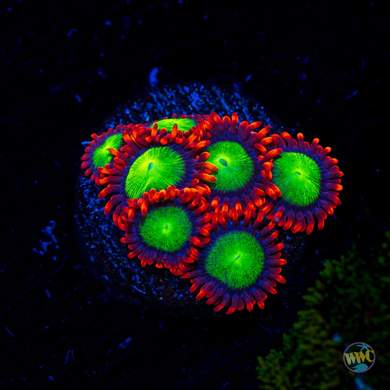 Goblins Fire Zoanthids - Daylight Photo