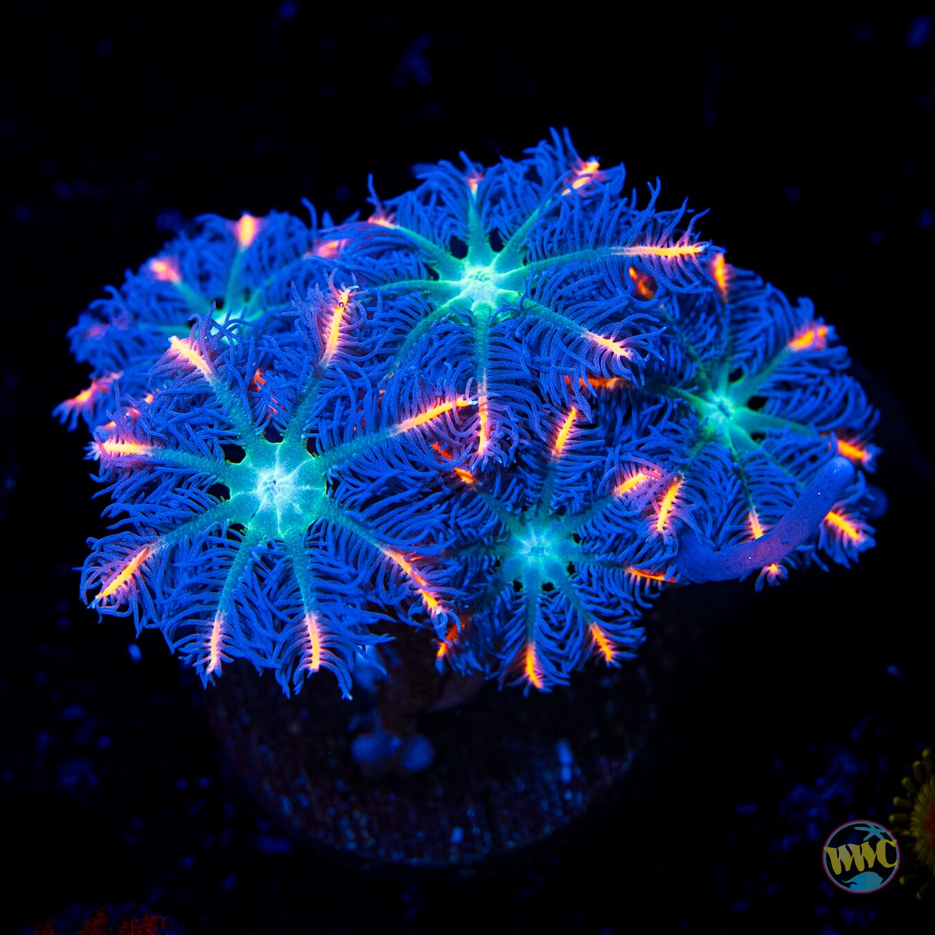 WWC Firework Clove Polyps - Daylight Photo