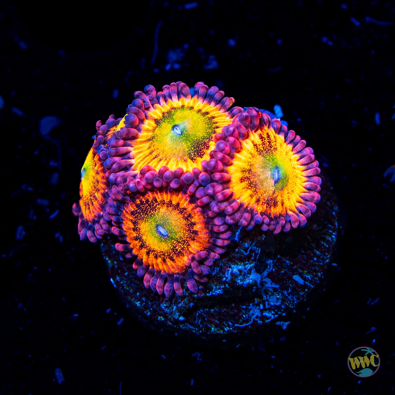 Playboy Bunny Zoanthids - Daylight Photo