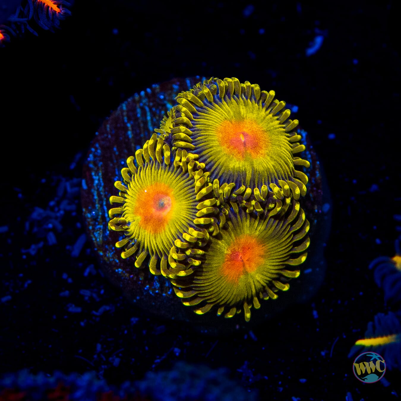 WWC Golden Gods Zoanthids - Daylight Photo