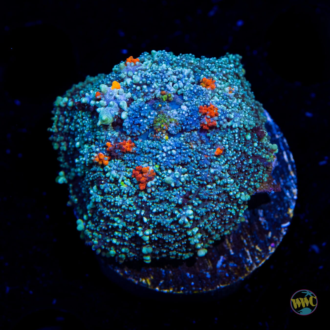 Frozen Fury Rhodactis Mushroom - Daylight Photo