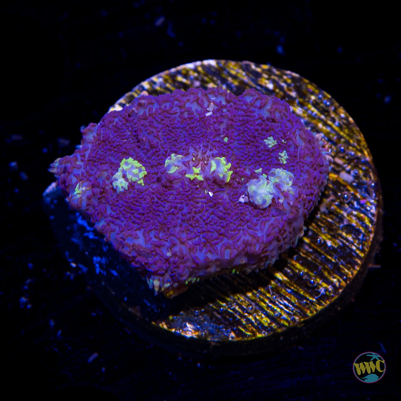Purple Haze Rhodactis Mushroom - Daylight Photo