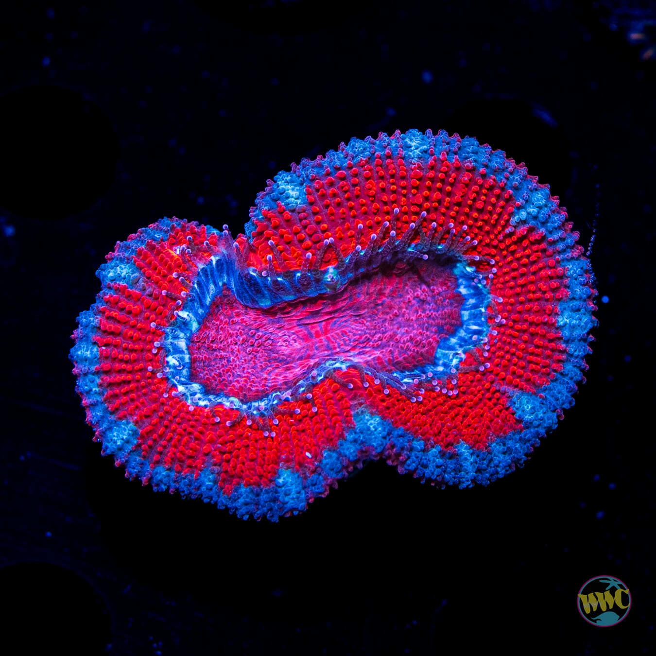 Blue Ring Aussie Lord - Daylight Photo
