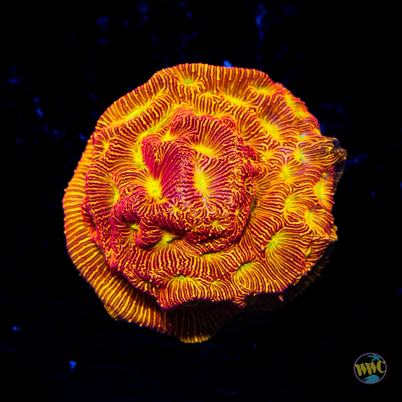 Jason Fox Lethal Leptoseris - Daylight Photo