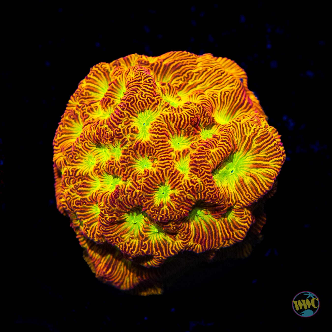 Jason Fox Jack-O-Lantern Leptoseris - Daylight Photo