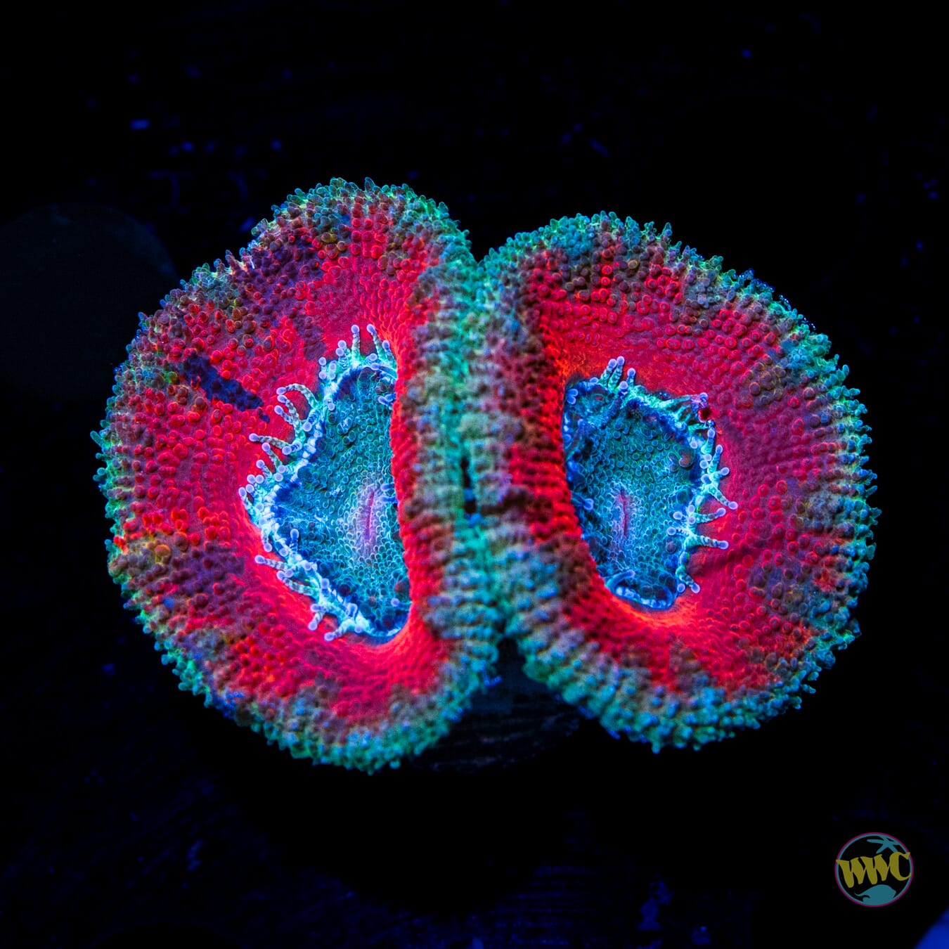 Tie Dye Temptation Aussie Lord - Daylight Photo