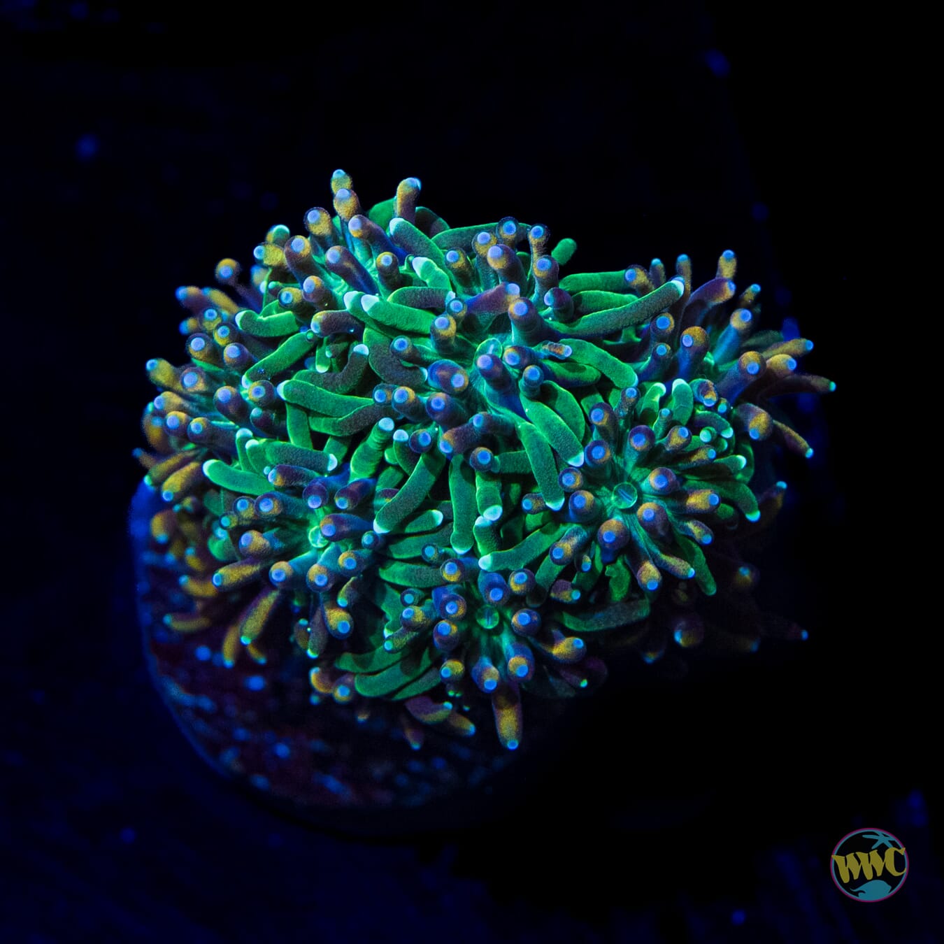 WWC Cyclops Galaxea - Daylight Photo