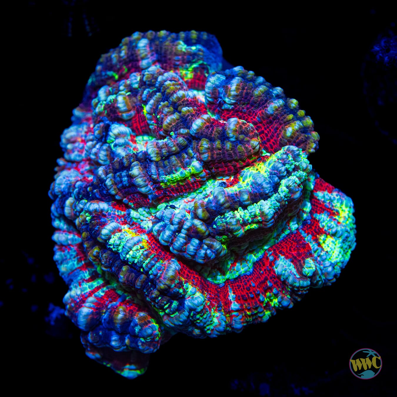 Frozen Tiger Symphyllia Wilsoni - Daylight Photo