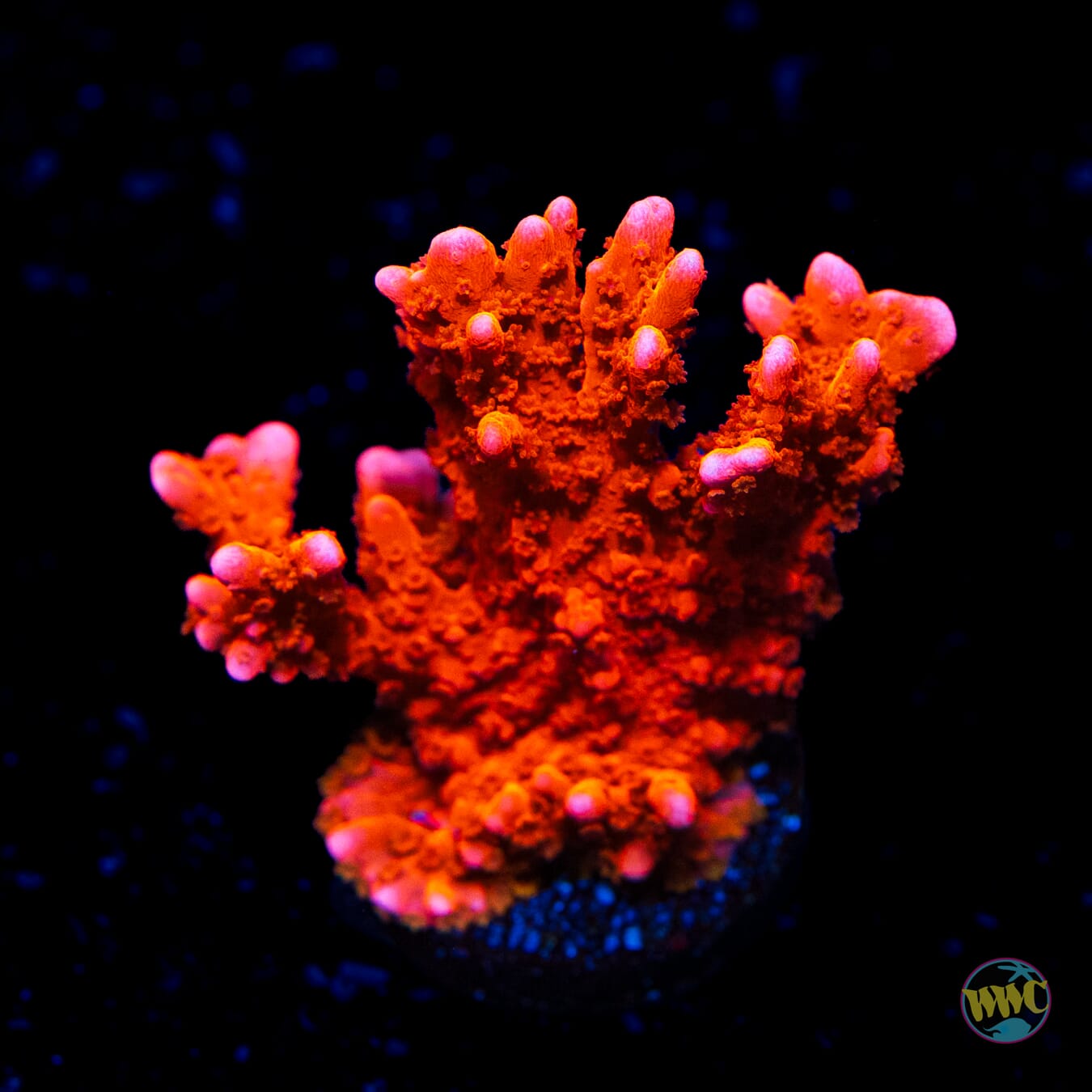 Jason Fox Firestarter Montipora - Daylight Photo