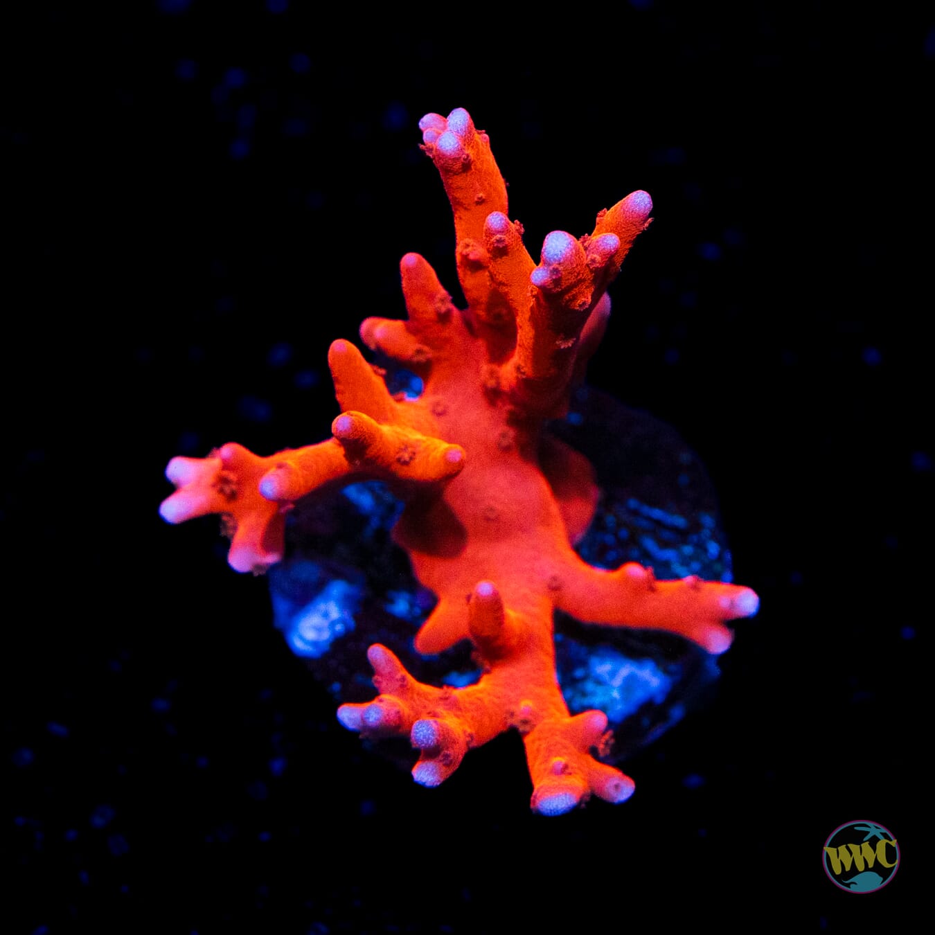 Jason Fox TNT Anacropora - Daylight Photo