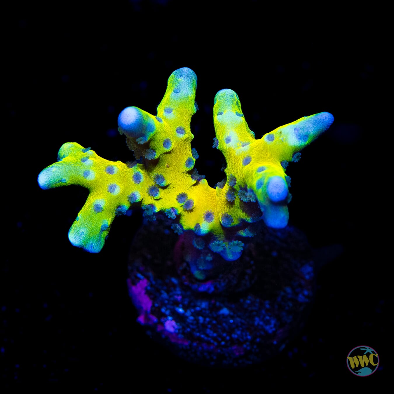 Golden Rod Grafted Anacropora - Daylight Photo