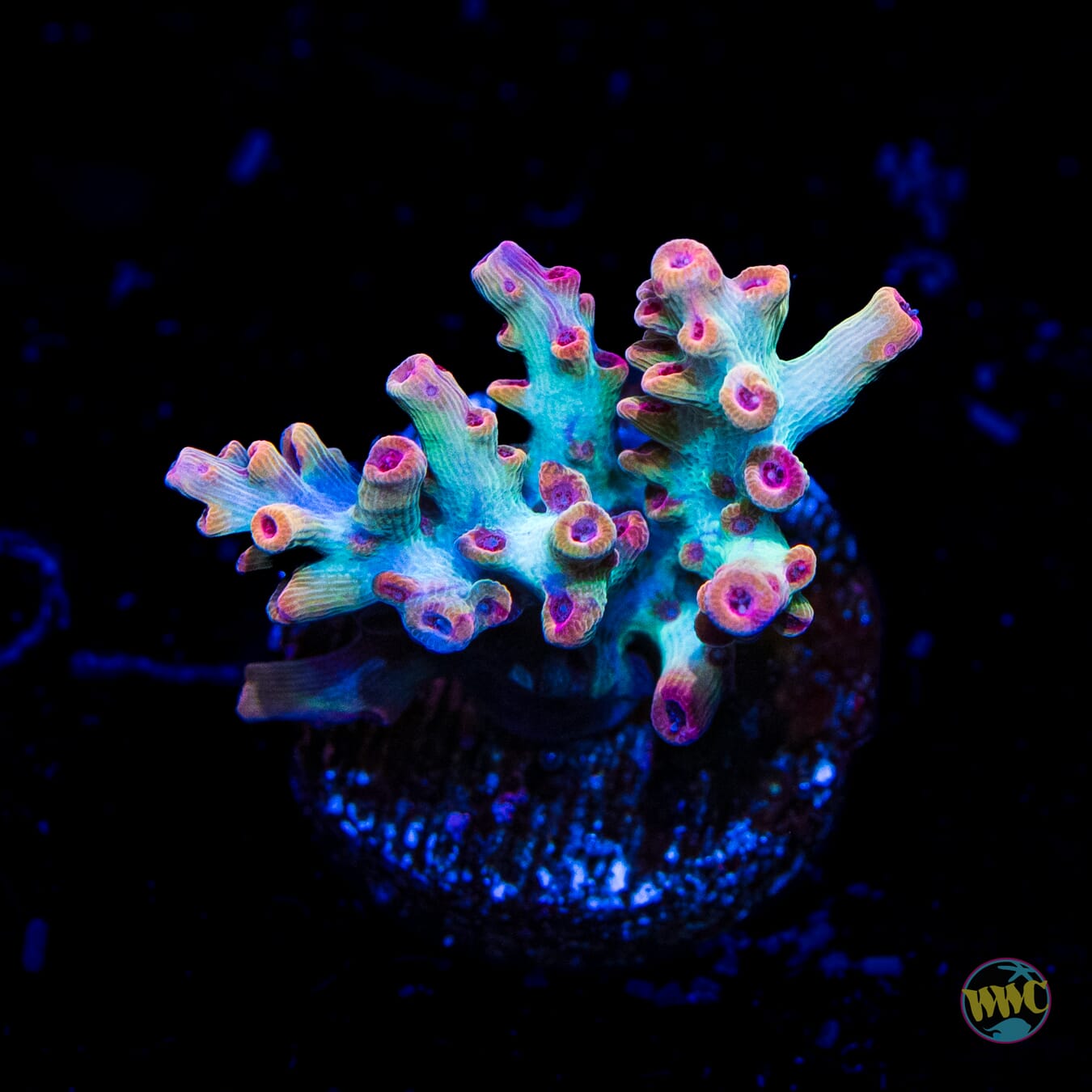 Strawberry Shortcake Acropora - Daylight Photo