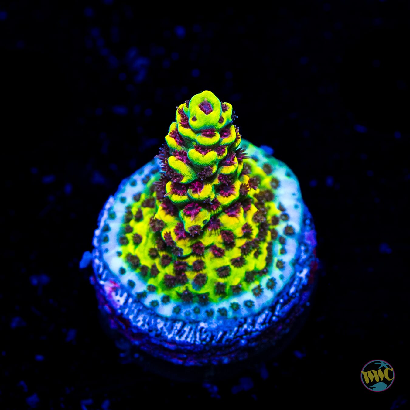 WWC Super Red Polyp Clathrata Acropora - Daylight Photo