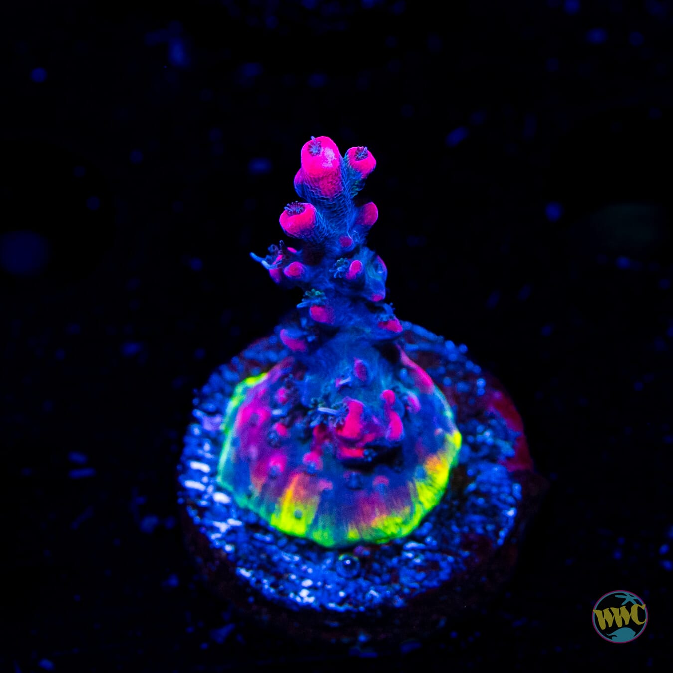 WWC Juicy Fruit Acropora - Daylight Photo