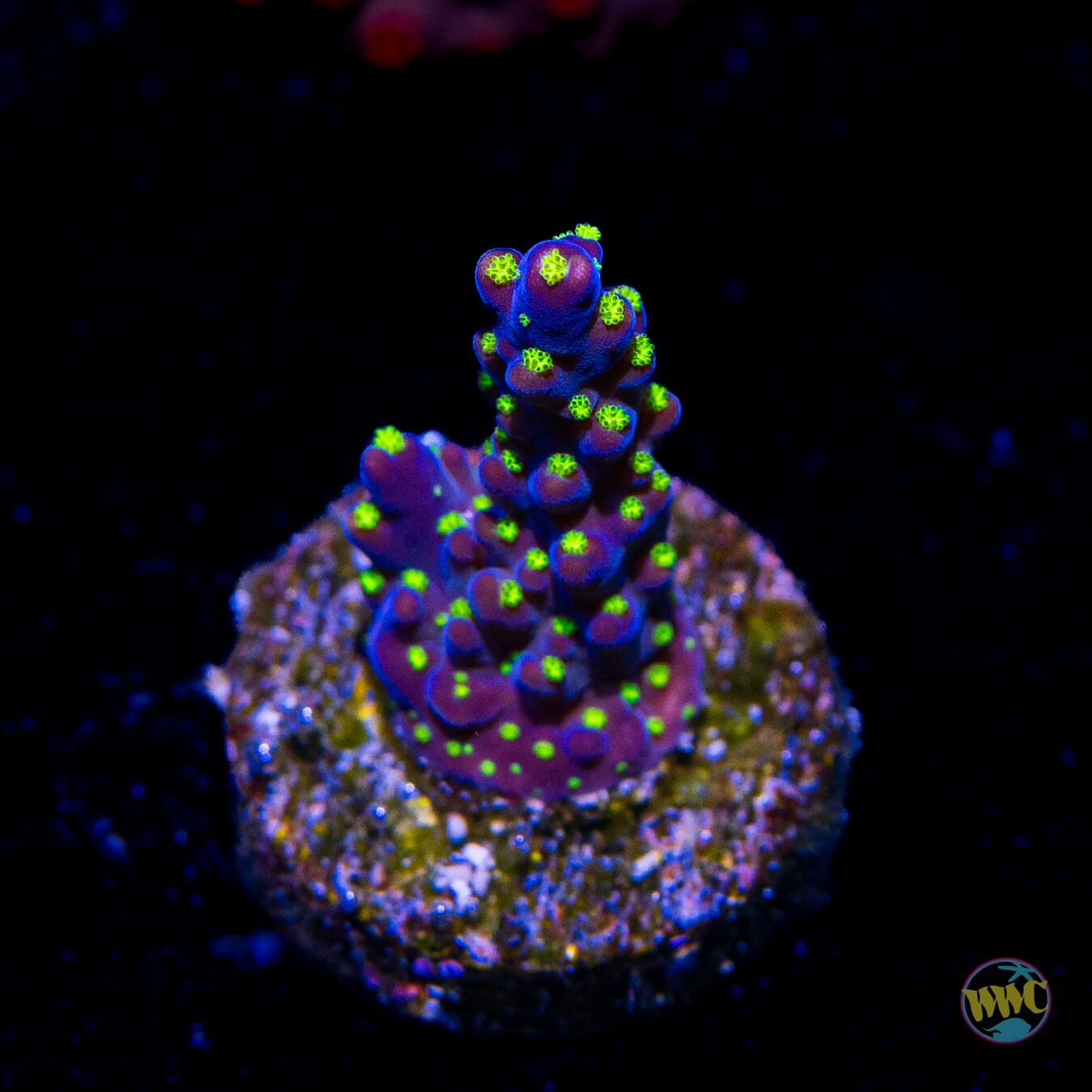 WWC Blueberry Fields Acropora - Daylight Photo