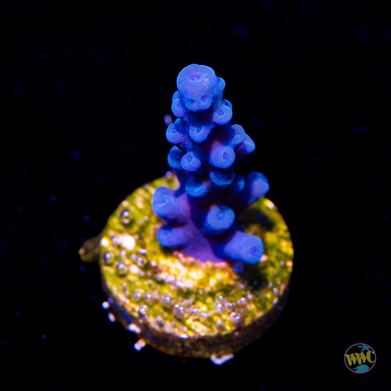 Oregon Tort Acropora - Daylight Photo