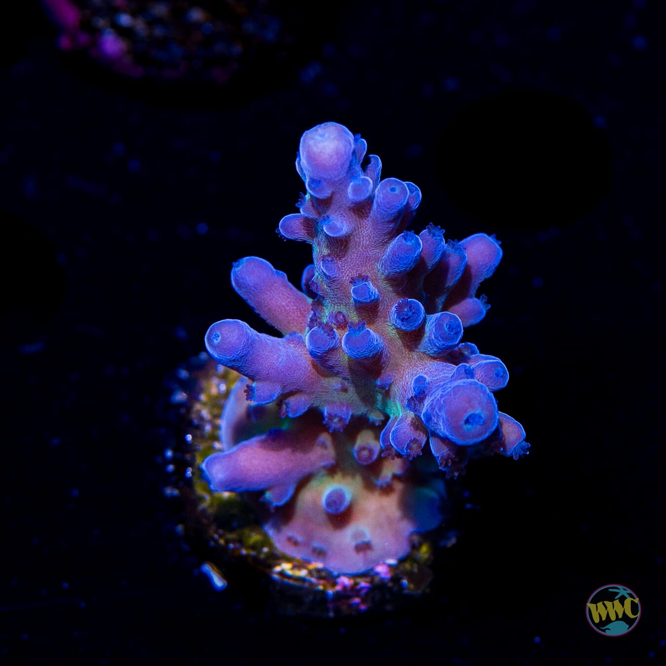 WWC Madman Austera Acropora - Daylight Photo