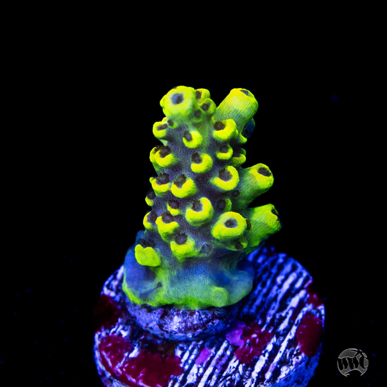 WWC After Hours Acropora - Daylight Photo