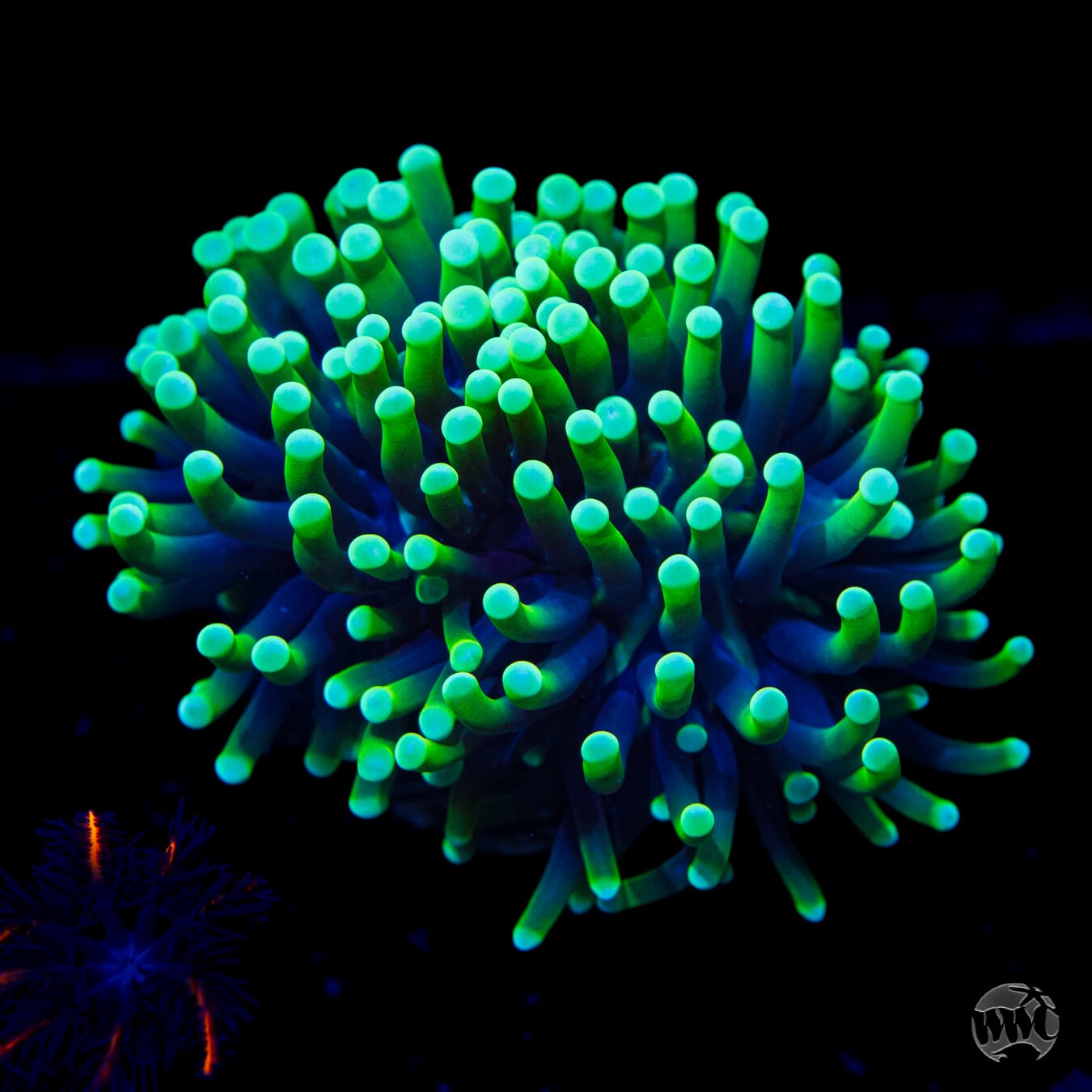 Neon Tipped Torch - Daylight Photo
