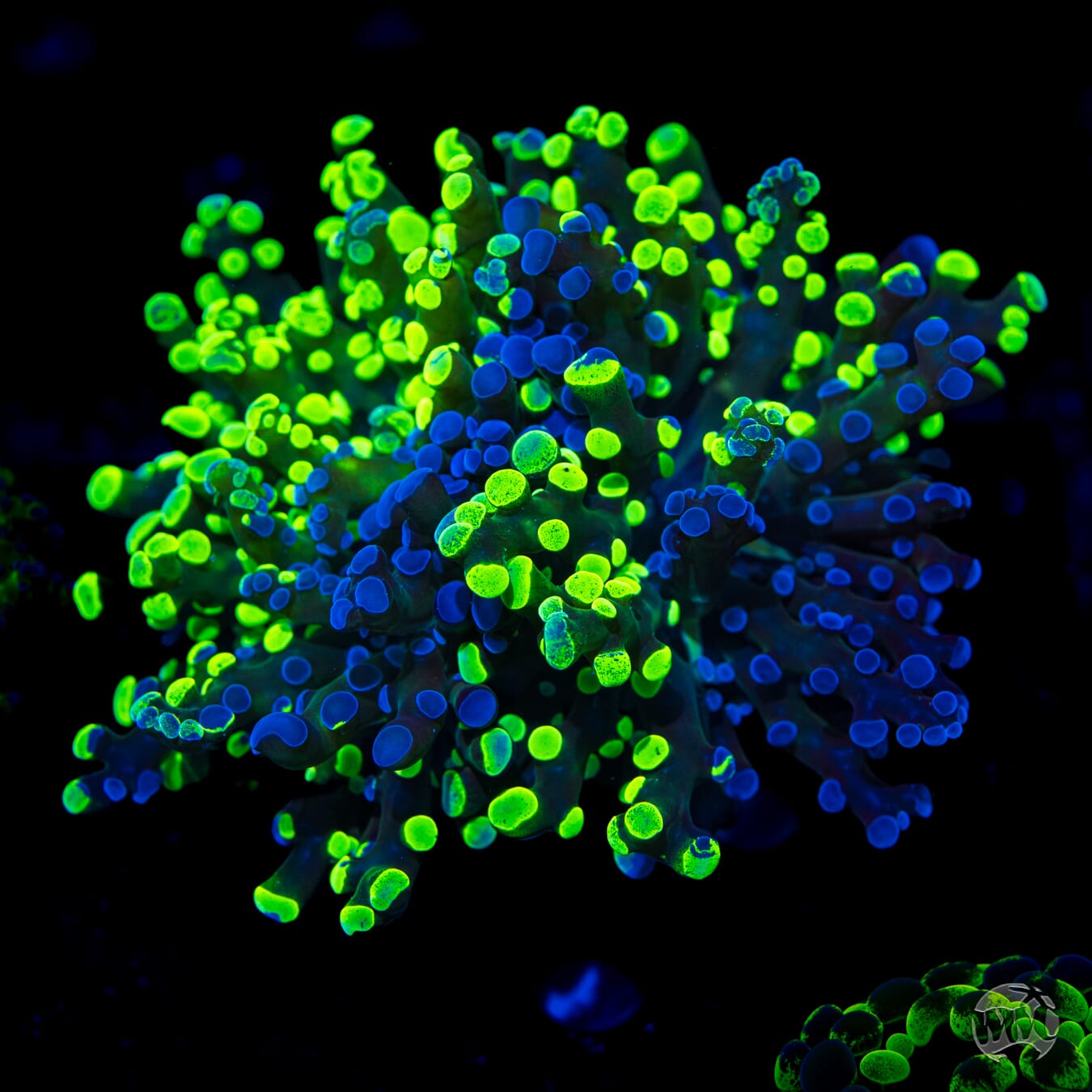 Frozen Splatter Branching Frogspawn - Daylight Photo