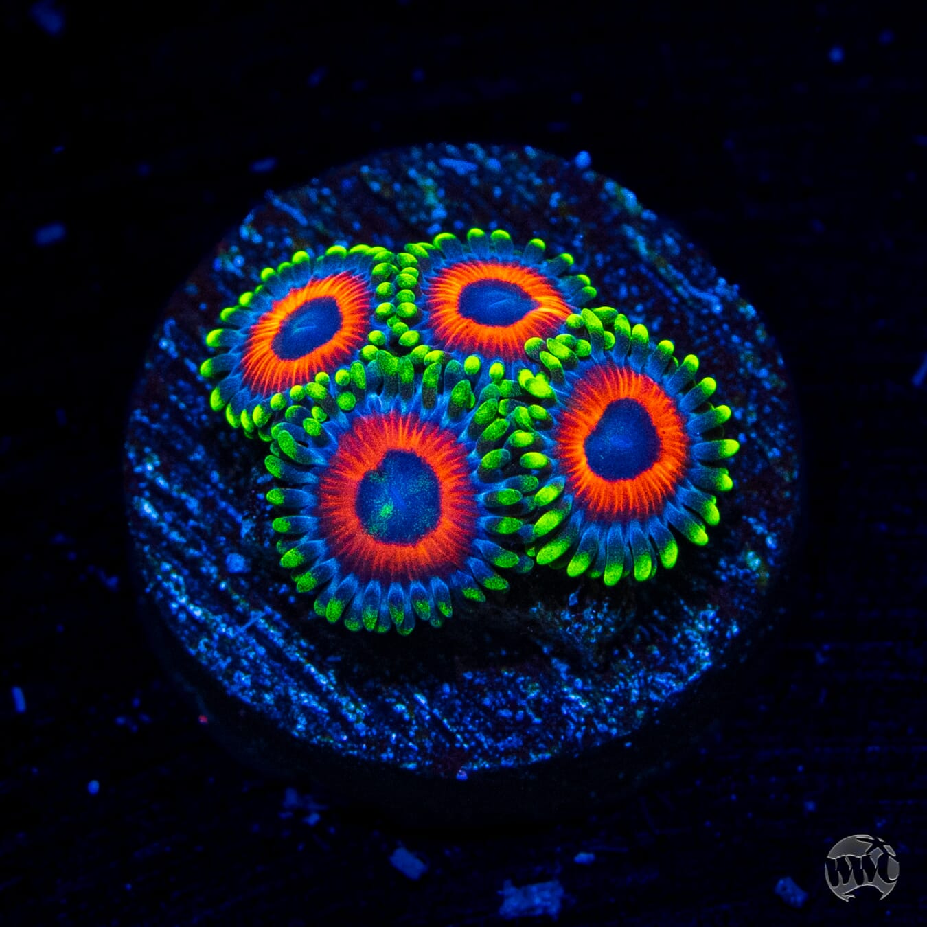 Whammin Watermelon Zoanthids - Daylight Photo