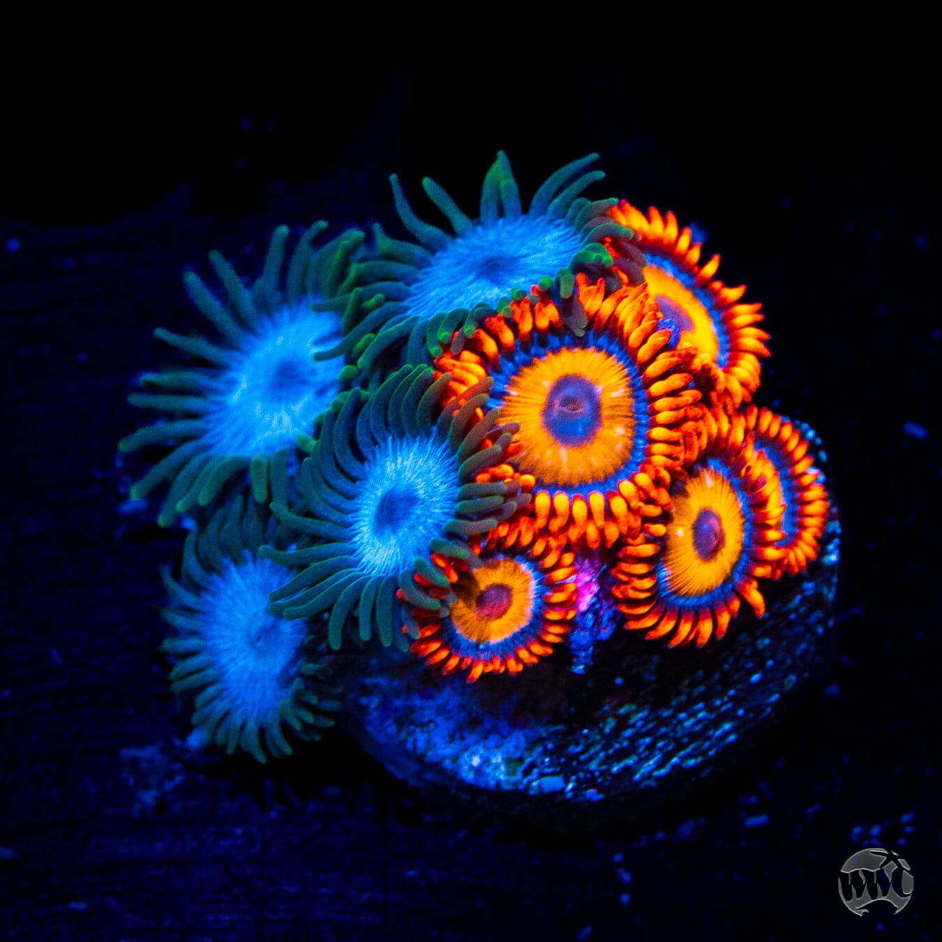 WWC Lich King and Oxides Combo Zoanthids - Daylight Photo