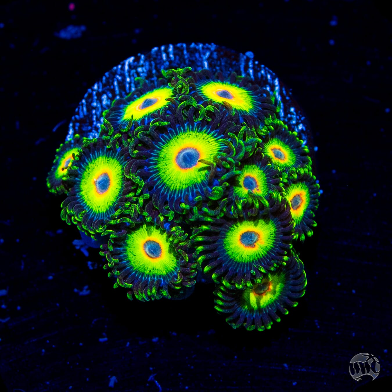 WWC Island Time Zoanthids - Daylight Photo