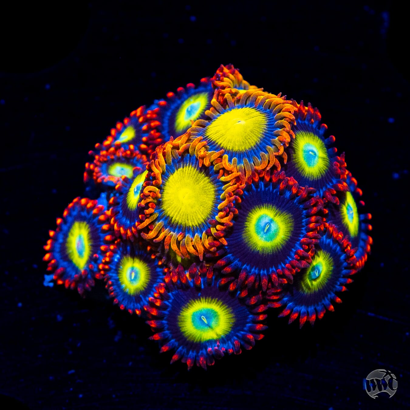 WWC Monster Mash and Mandarin Orange Zoanthids - Daylight Photo