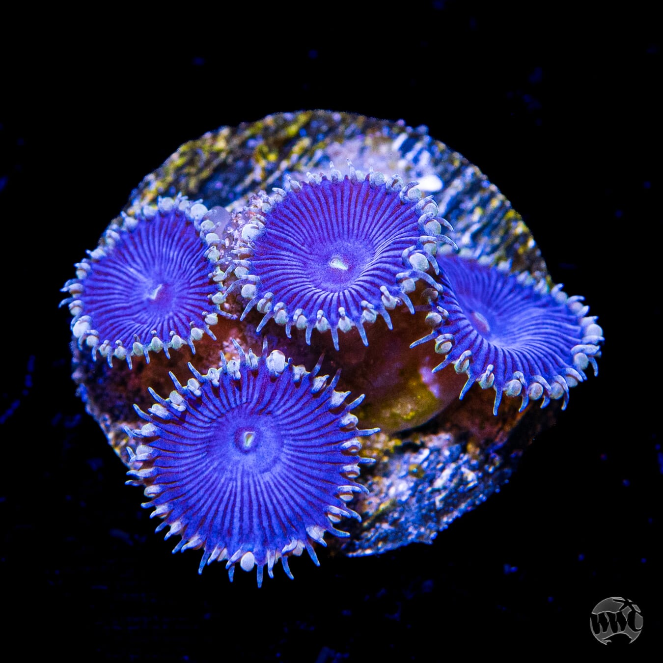 WWC Blue Death Palythoa - Daylight Photo