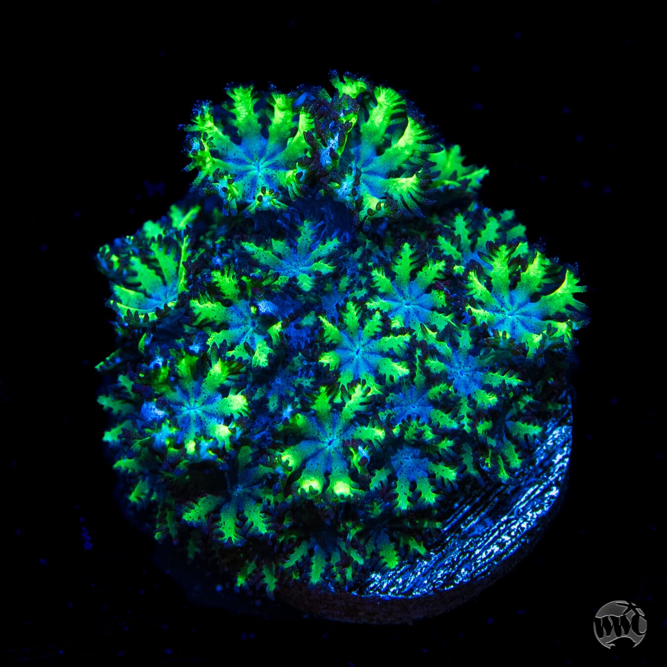 WWC Blue Sympodium - Daylight Photo