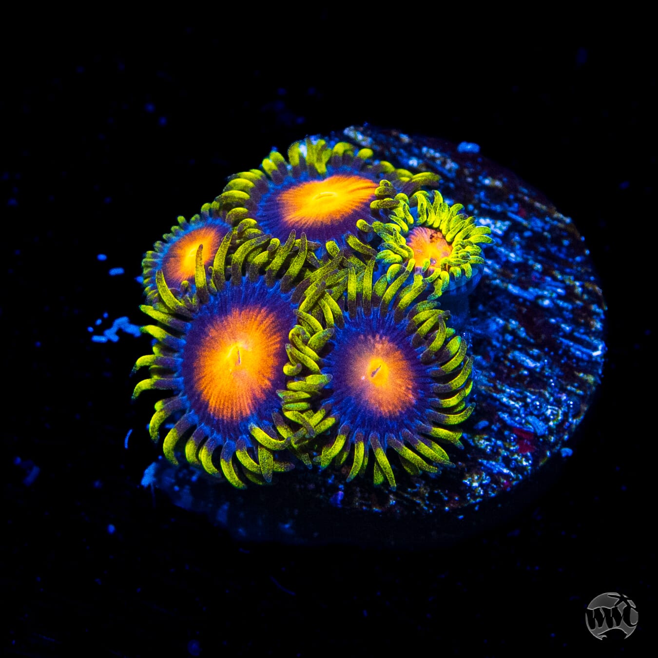 Yellow Brick Road Zoanthids - Daylight Photo