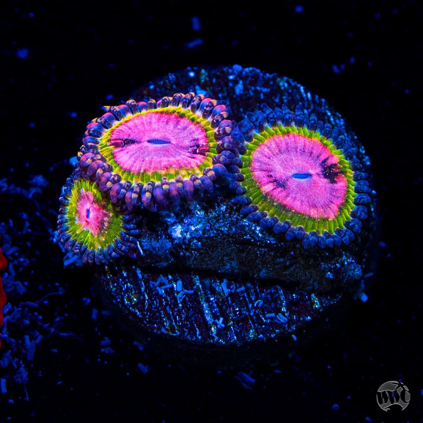 WWC Pink Krakatoa Zoanthids - Daylight Photo