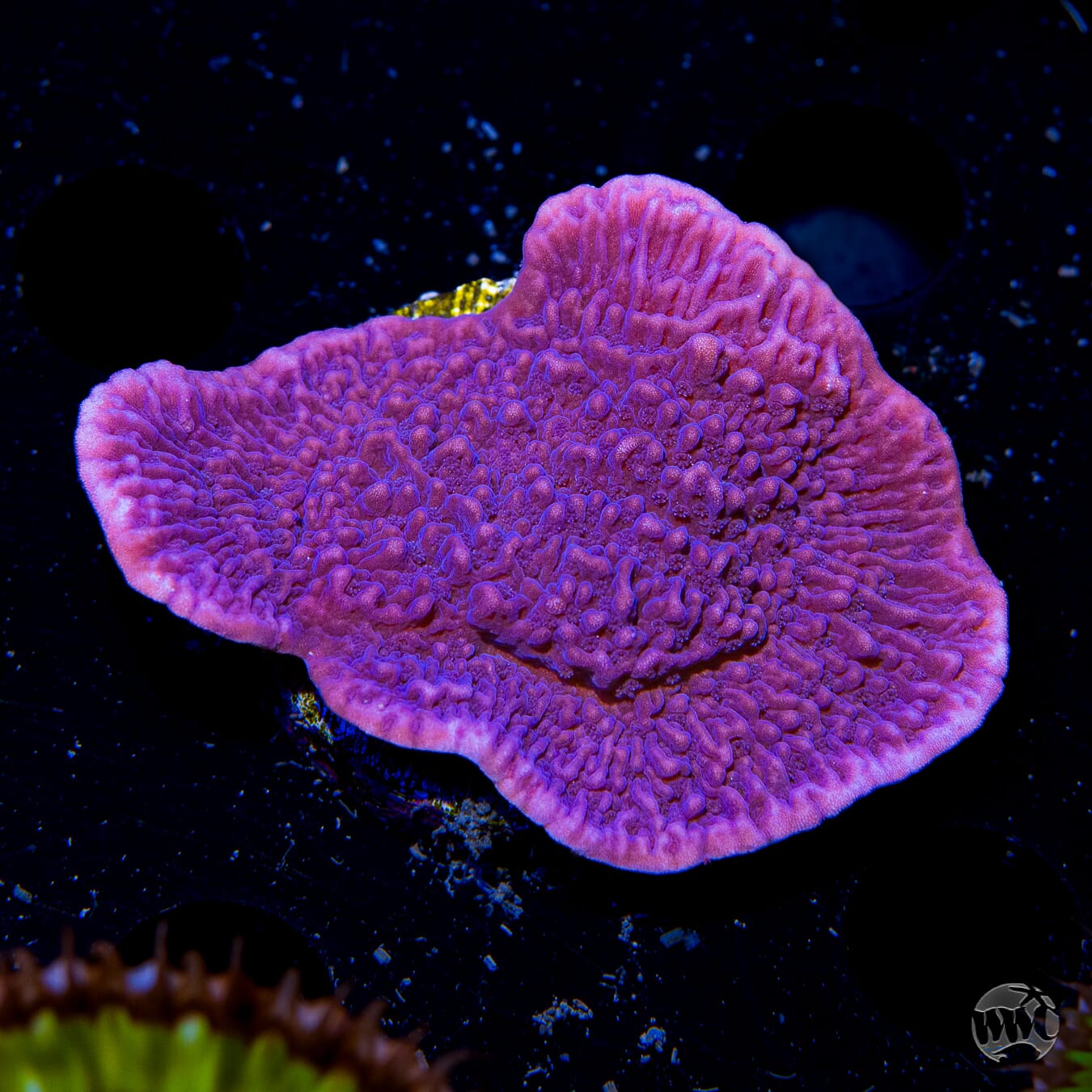 Vivid's Purple Cap Montipora - Daylight Photo