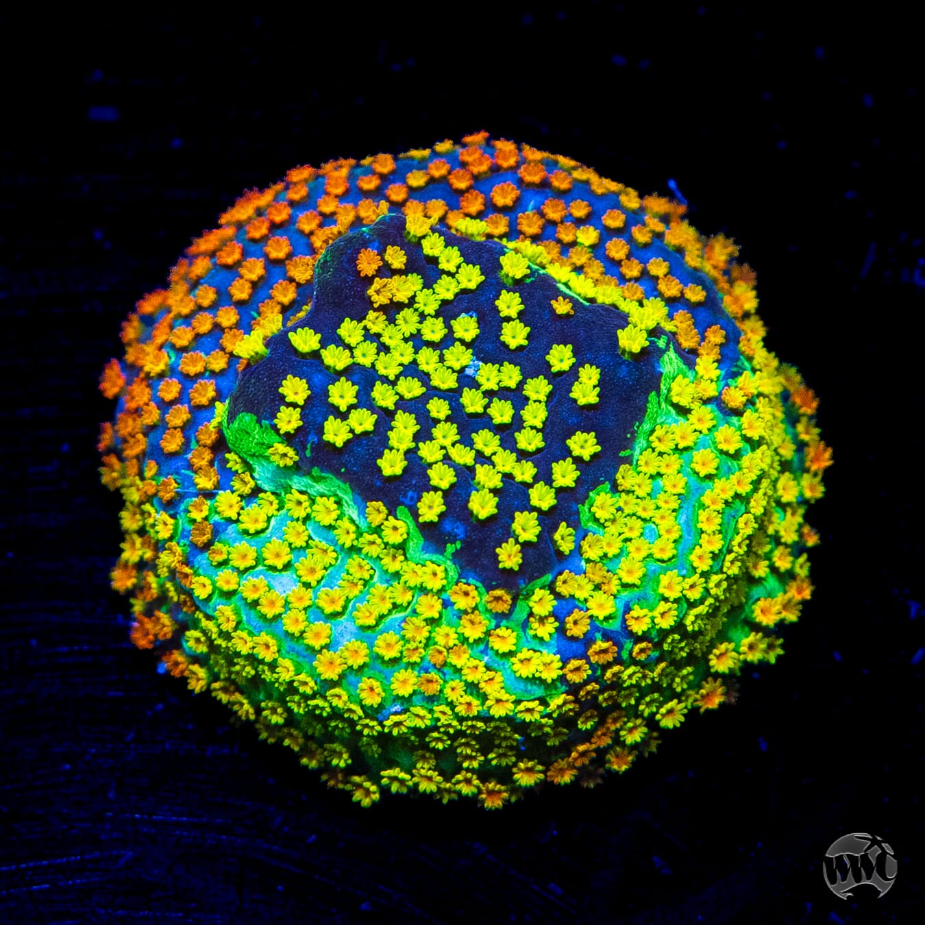 Jason Fox Grafted Rainbow Montipora - Daylight Photo