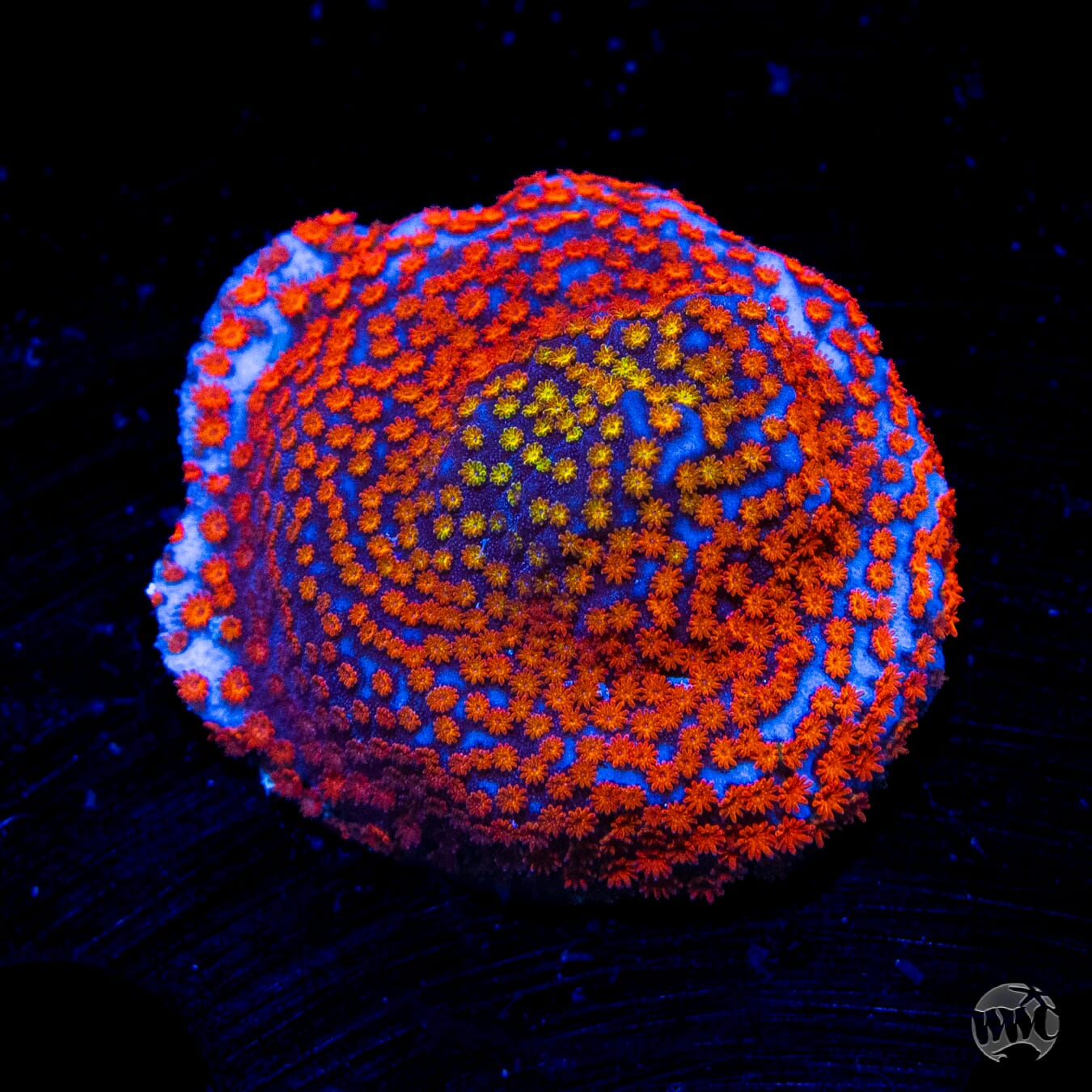 Rainbow Montipora - Daylight Photo