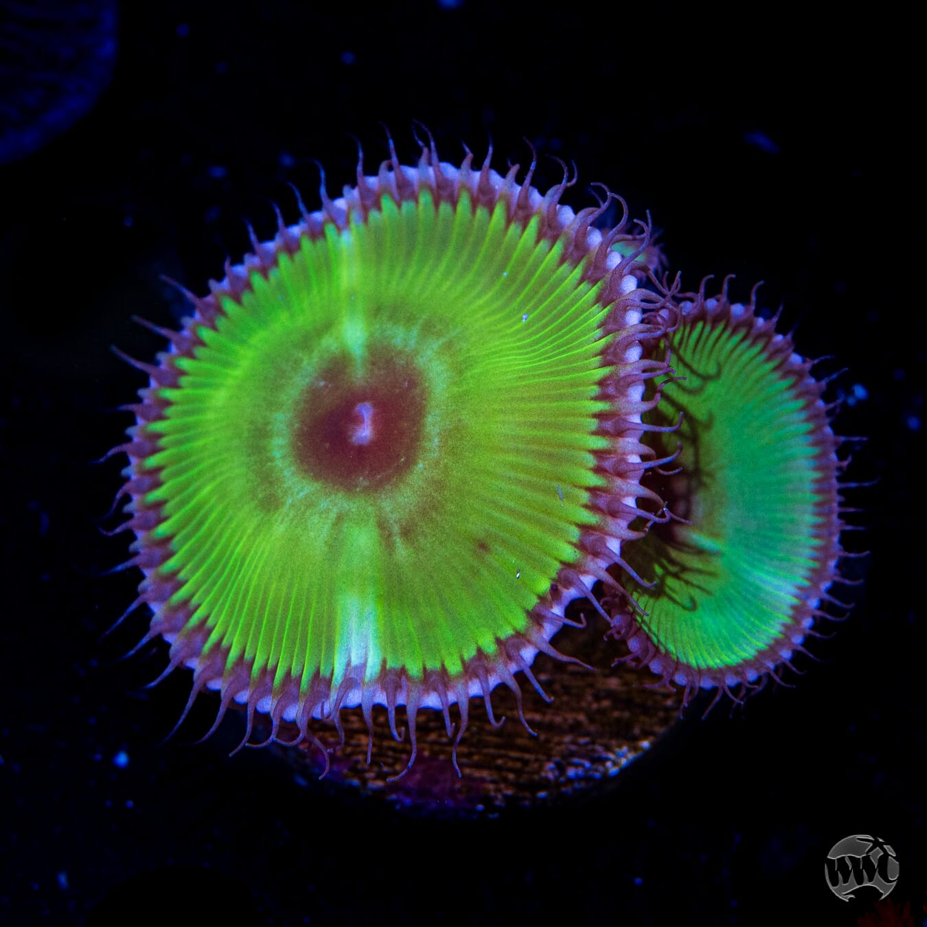 Green Grandis Palythoa - Daylight Photo