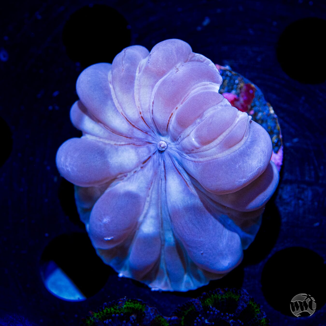 Silver Fox Coral - Daylight Photo