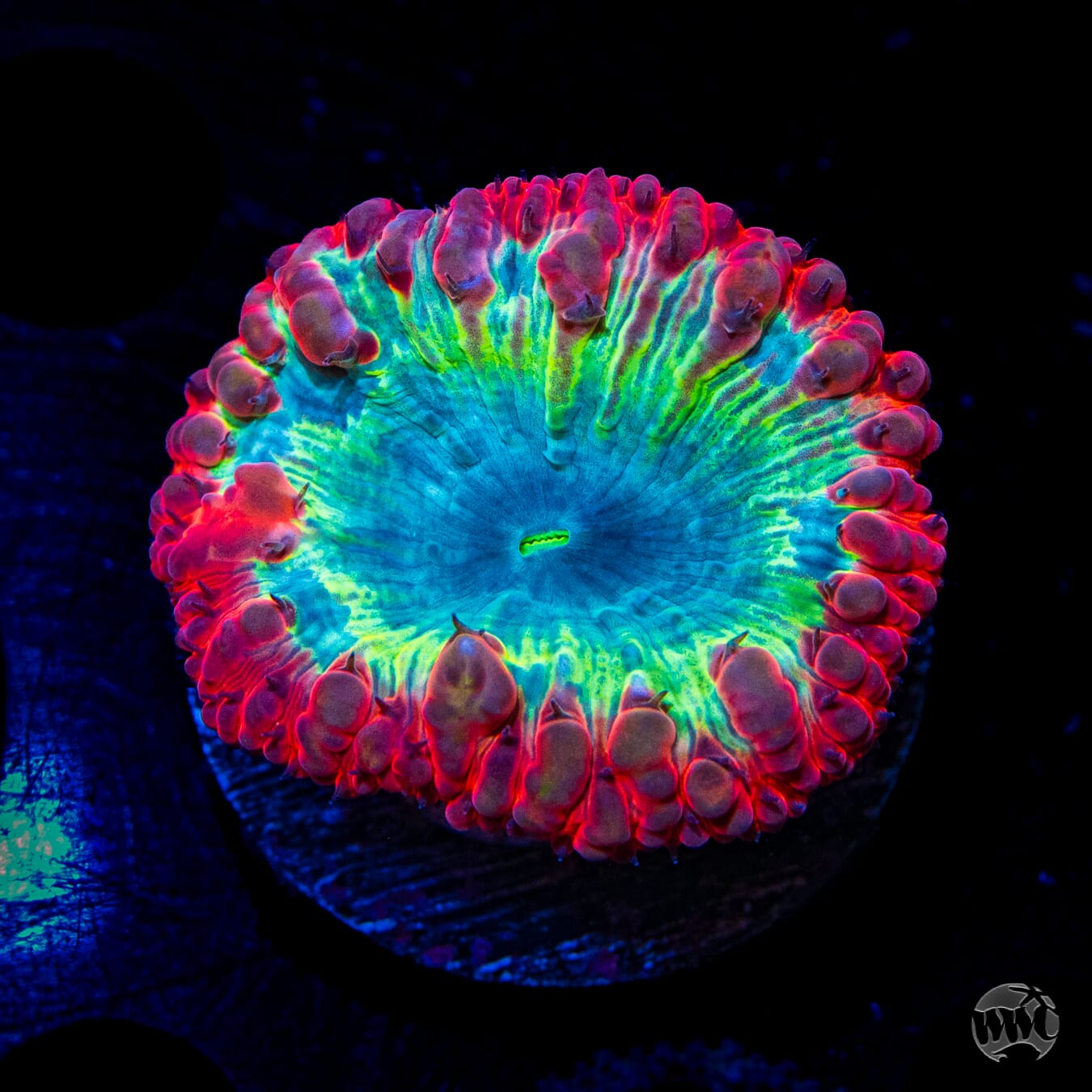 Intergalactic Explosion Blastomussa - Daylight Photo