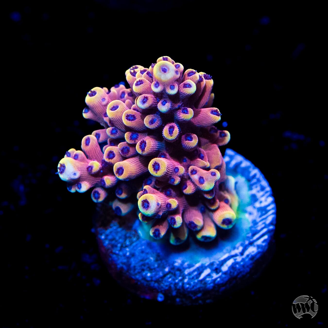 WWC Terra Red Acropora - Daylight Photo