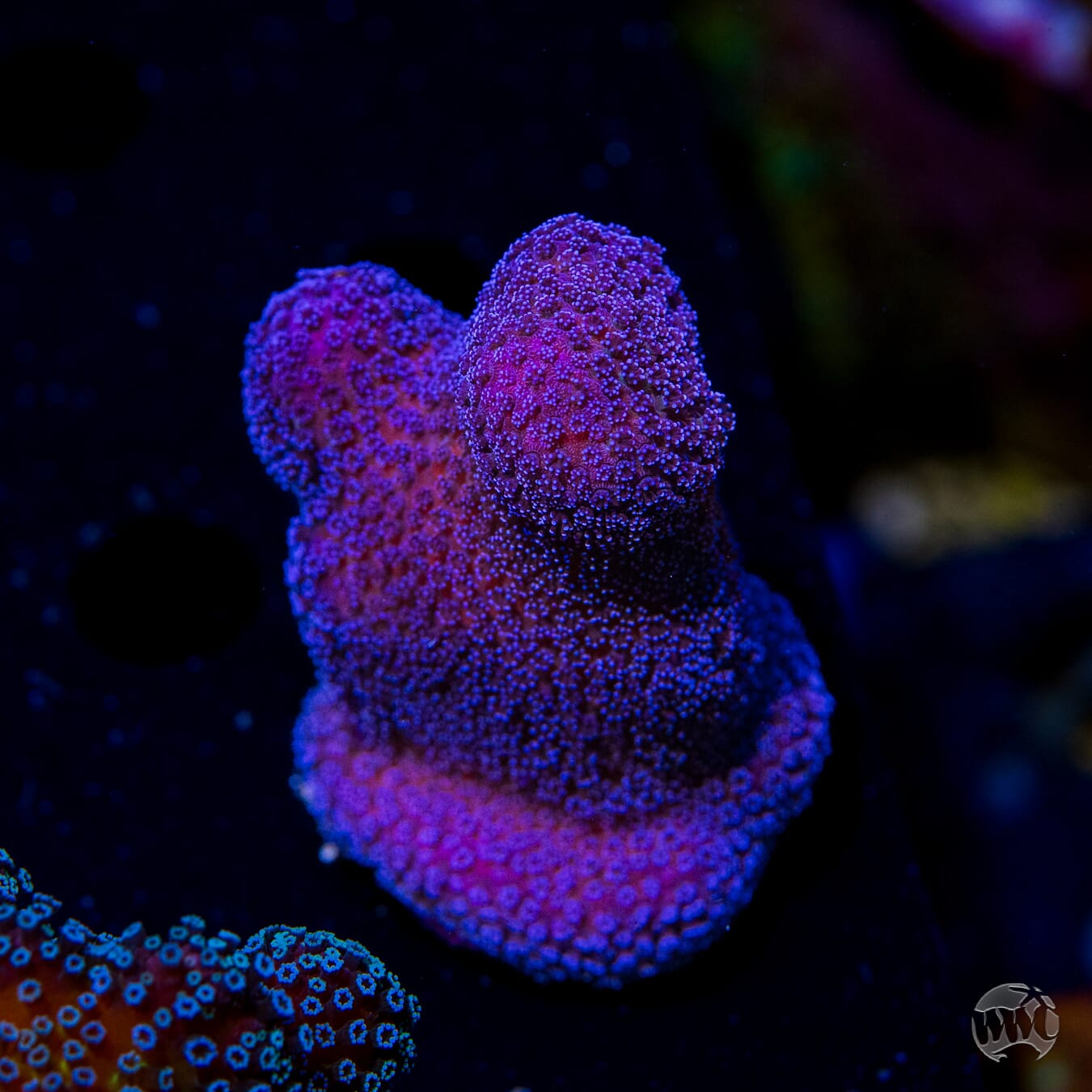 WWC Purple Stylophora - Daylight Photo