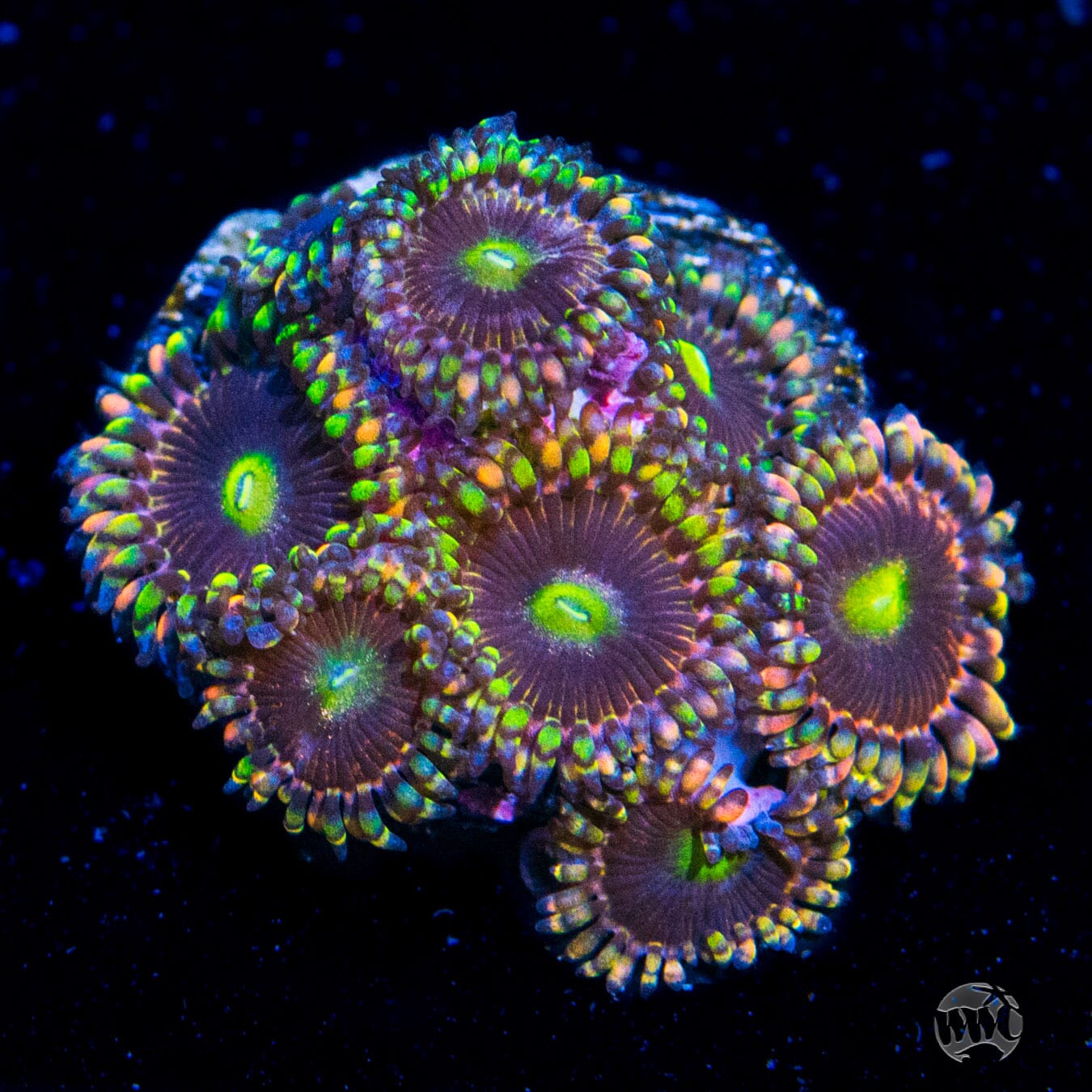 Anti Matter Zoanthids - Daylight Photo