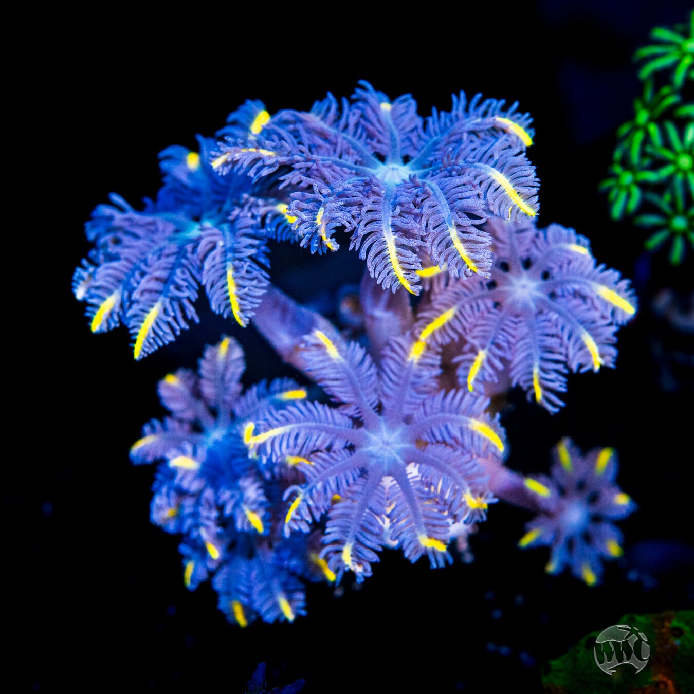 WWC Flame Tipped Clove Polyp - Daylight Photo