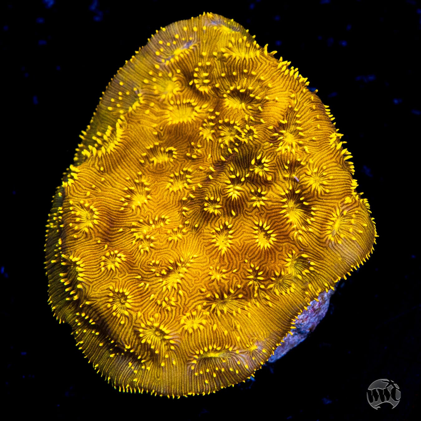 WWC Golden Pavona Coral
