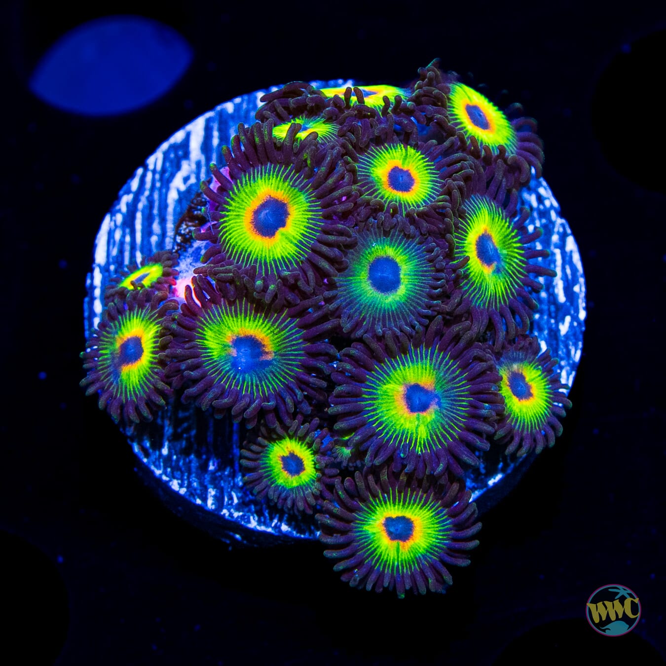 WWC Bob Marley Zoanthids