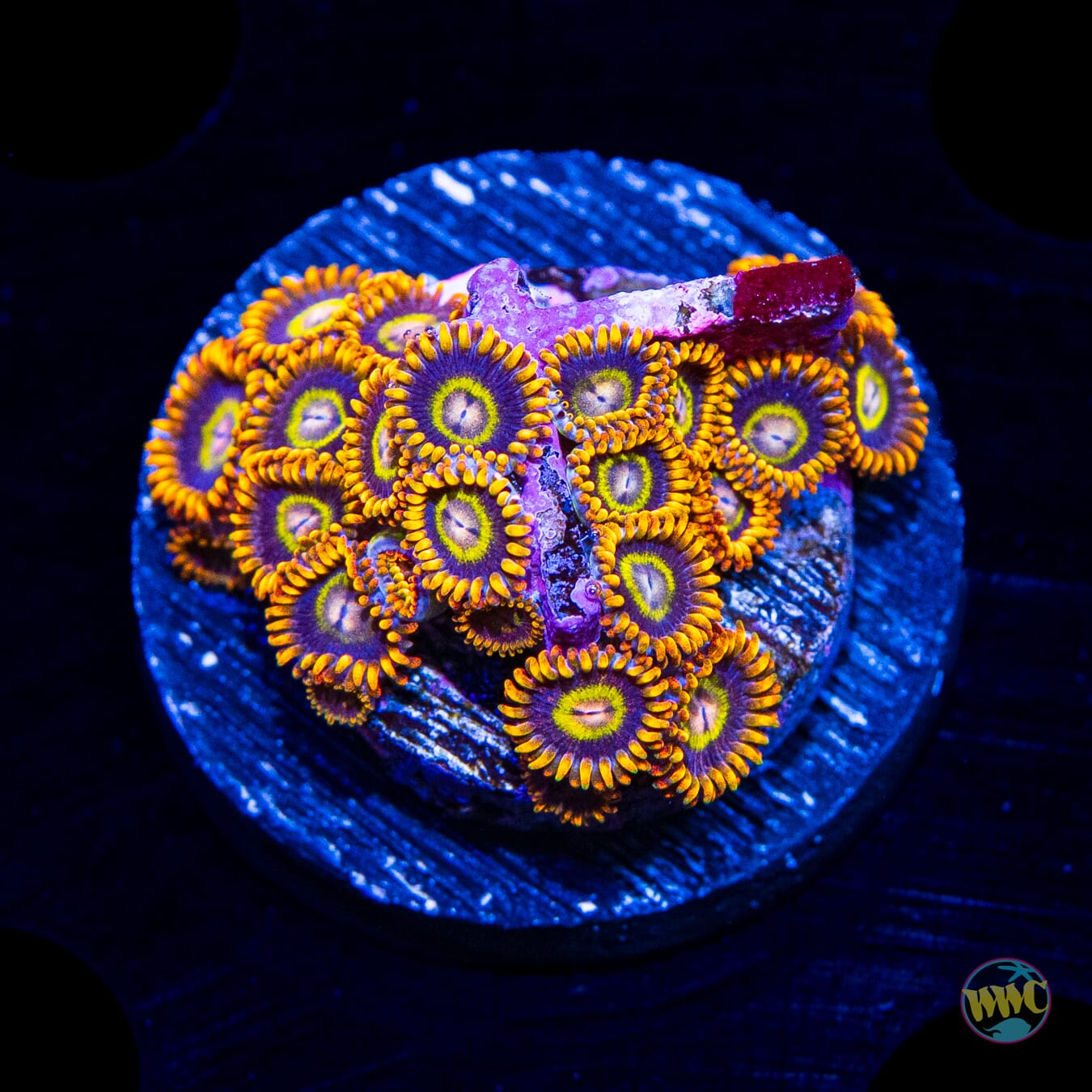 Treehouse of Horror Zoanthids