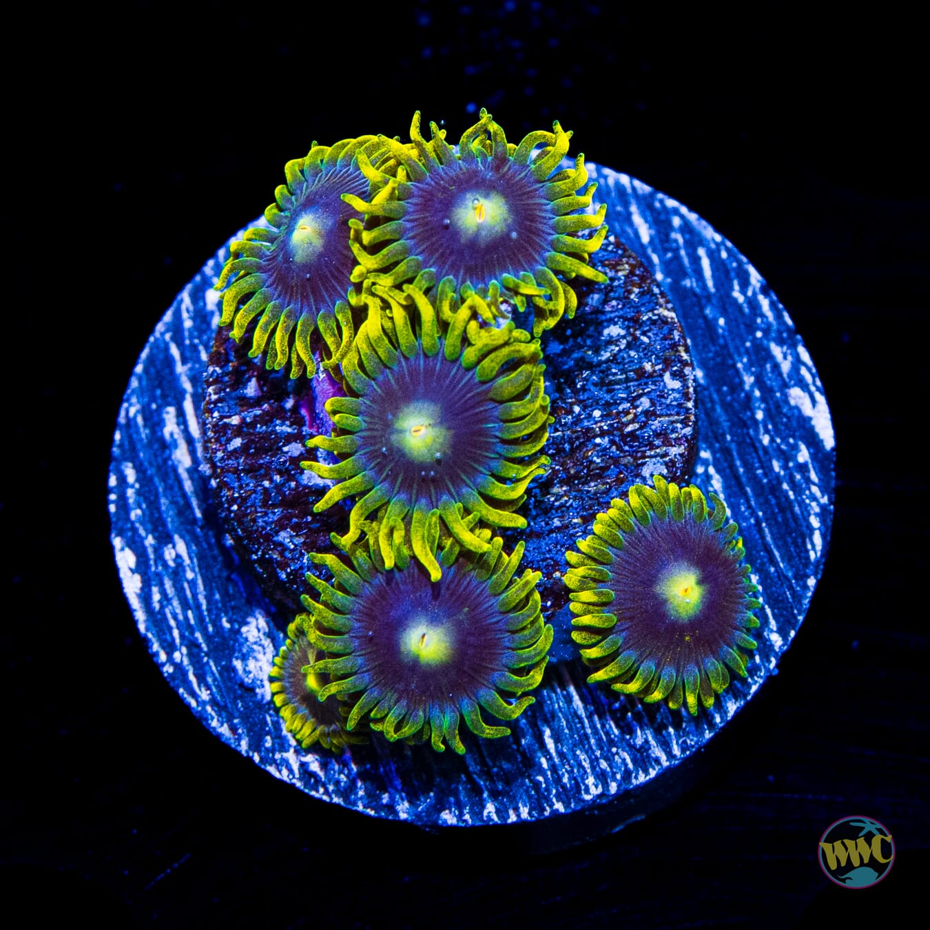WWC Sunbeam Shuriken Zoanthids